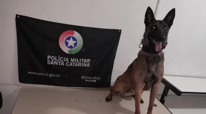 Cão Policial da PM de Araranguá Descobre Mais de 100 Pedras de Crack na Favela do Ucca