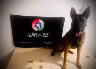 Ação da PM com auxílio de cão policial resulta na apreensão de drogas em Araranguá
