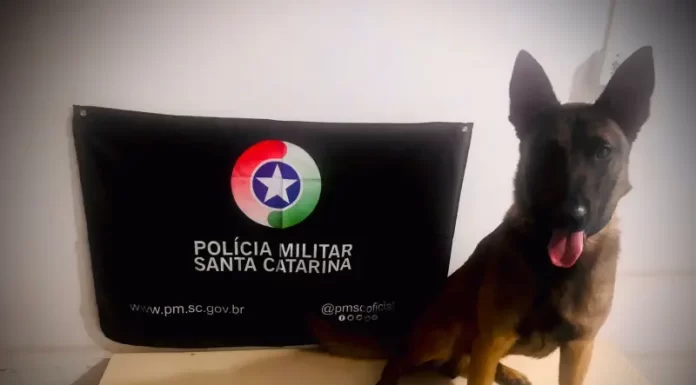 Ação da PM com auxílio de cão policial resulta na apreensão de drogas em Araranguá