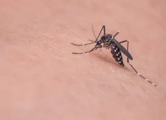 Gaivota lança ofensiva para conter a proliferação do mosquito Aedes aegypti