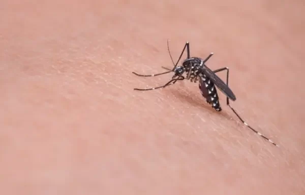 Gaivota lança ofensiva para conter a proliferação do mosquito Aedes aegypti