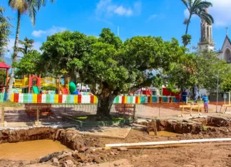 Obra da Rua Coberta vai preservar figueira histórica de Praia Grande