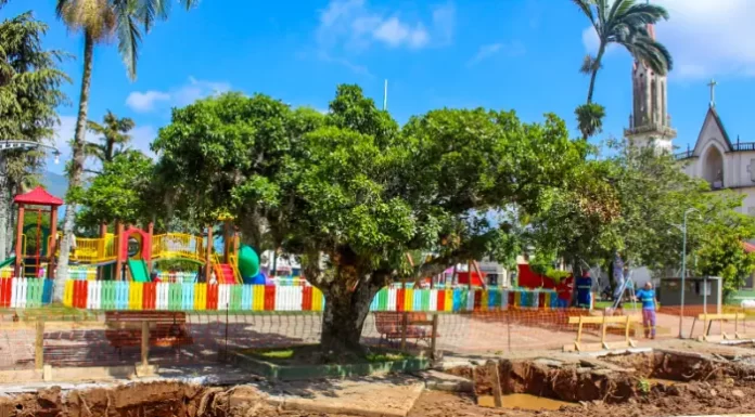 Obra da Rua Coberta vai preservar figueira histórica de Praia Grande