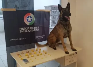 PM apreende drogas durante apoio em operação na cidade de Araranguá