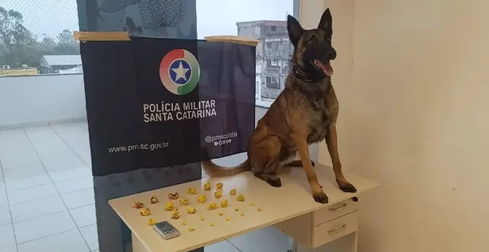 PM apreende drogas durante apoio em operação na cidade de Araranguá