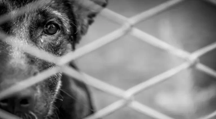 Cachorros são mortos por envenenamento em Balneário Gaivota