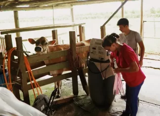 Sombrio: Balanço das ações da Secretaria de Agricultura revela número de atendimentos de médica veterinária