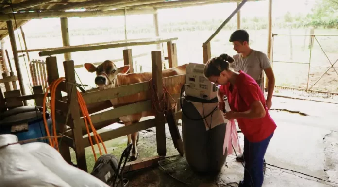 Sombrio: Balanço das ações da Secretaria de Agricultura revela número de atendimentos de médica veterinária