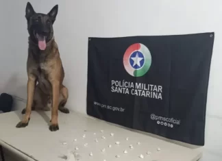Cão Argo do 19º BPM encontra drogas em prédio abandonado em Araranguá
