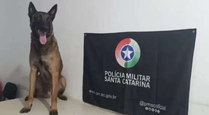 Cão Argo do 19º BPM encontra drogas em prédio abandonado em Araranguá