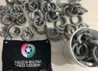 Suspeitos de furto em cemitério de Sombrio são capturados pela PM