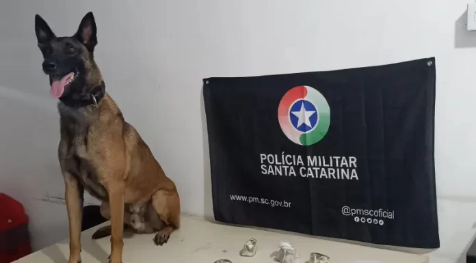 PM apreende quase meio quilo de maconha em construção abandonada em Araranguá