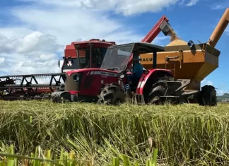 Cooperja acompanha colheita de arroz e atesta a qualidade das sementes e grãos