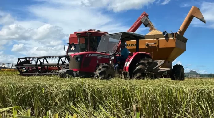 Cooperja acompanha colheita de arroz e atesta a qualidade das sementes e grãos