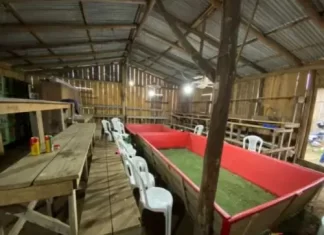 MPSC apresenta denúncia contra suposto organizador de rinhas de galo em Jacinto Machado