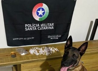 Cão Argo da PM localiza dezenas de pedras de crack em casa abandonada no “Buraco Quente”