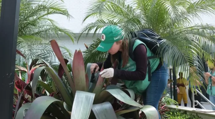 Balneário Gaivota promove mutirão contra a Dengue