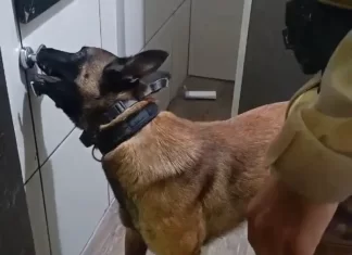 PM prende suspeito e cão Argo apreende 57 pedras de crack em suporte de papel higiênico em Sombrio