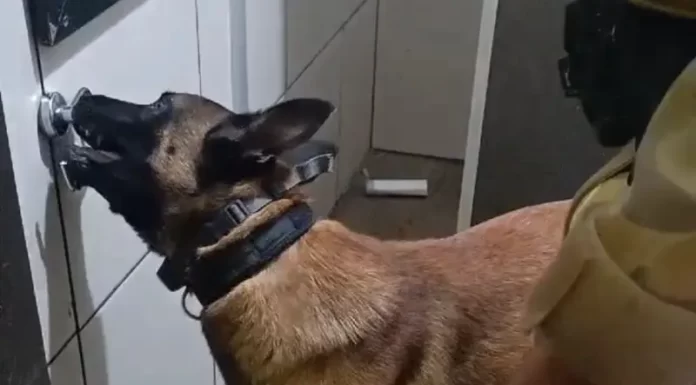 PM prende suspeito e cão Argo apreende 57 pedras de crack em suporte de papel higiênico em Sombrio