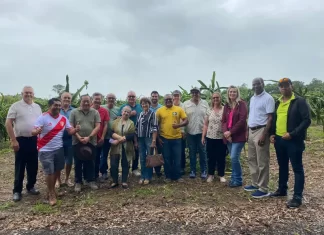 Técnicos internacionais visitam plantio de Pitaia em Sombrio
