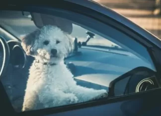 Mulher que deixou cachorro trancado no carro sob o sol em Passo de Torres terá de comparecer ao Fórum
