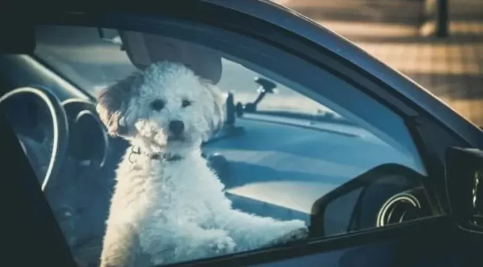 Mulher que deixou cachorro trancado no carro sob o sol em Passo de Torres terá de comparecer ao Fórum