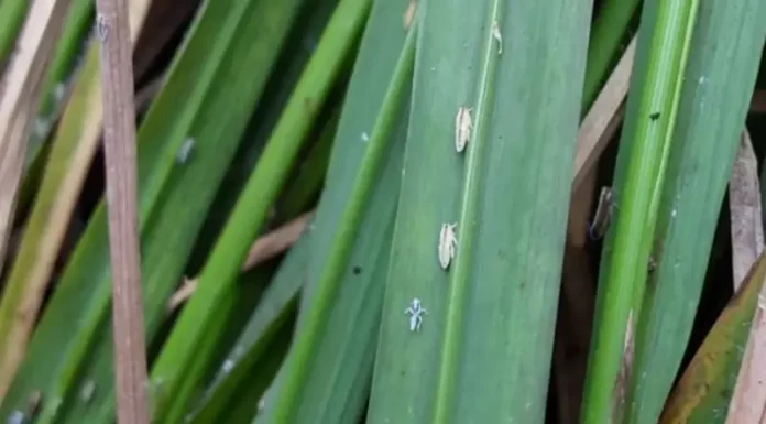 Cooperja monitora presença da cigarrinha-do-arroz e auxilia os produtores