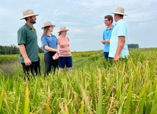 Confiança e dedicação do associado Cooperja no cultivo de sementes