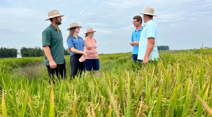 Confiança e dedicação do associado Cooperja no cultivo de sementes