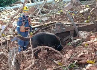 Cão de busca Bono e bombeiro Premoli de Araranguá são enviados para missão no RS