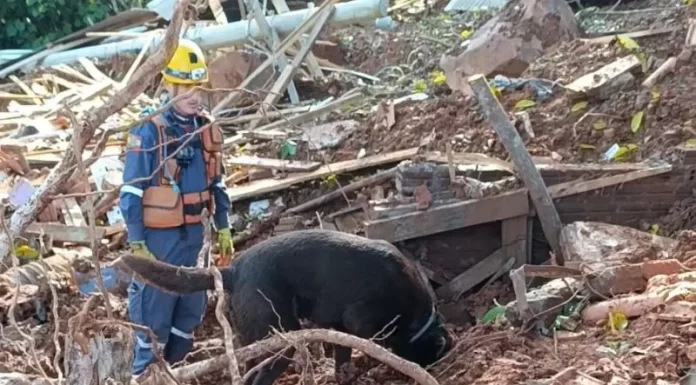 Cão de busca Bono e bombeiro Premoli de Araranguá são enviados para missão no RS