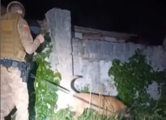 Cão Argo encontra arma de fogo municiada e drogas em casa de suspeito que acaba preso em Araranguá