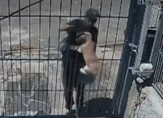 Bandidos arrombam lar temporário para cães e furtam dois cachorros em Passo de Torres