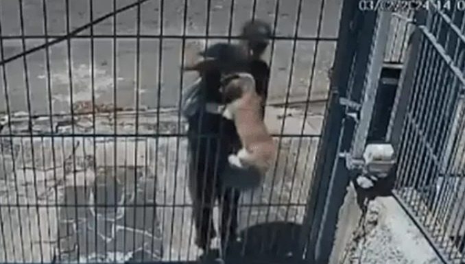 Bandidos arrombam lar temporário para cães e furtam dois cachorros em Passo de Torres