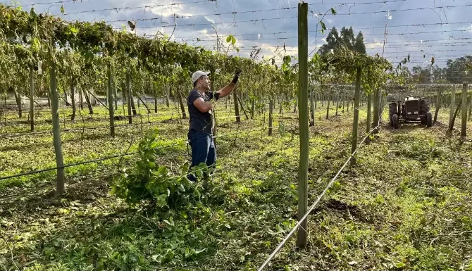 Cooperja pede atenção dos cooperados para lei do vazio sanitário do maracujá