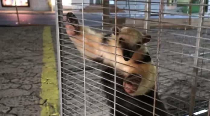 Tamanduá é encontrado em supermercado em Sombrio