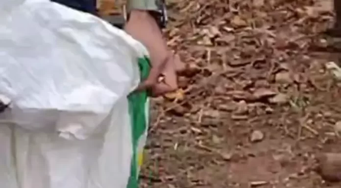 Polícia prende preventivamente mulher após matar gato a pauladas em Timbé do Sul