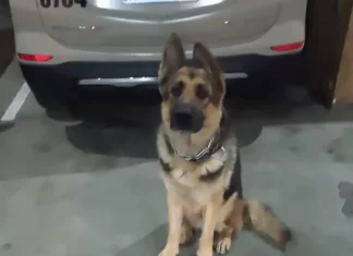 Polícia Militar apreende drogas no bairro Cristo Redentor