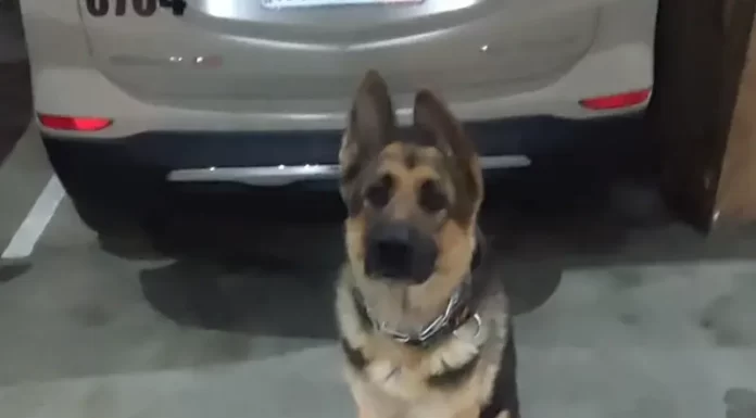 Polícia Militar apreende drogas no bairro Cristo Redentor