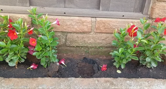 Plantas são furtadas em Pórtico de Timbé do Sul