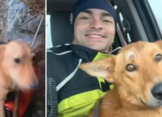 Cão é resgatado após ficar duas semanas preso em Cânion Fortaleza