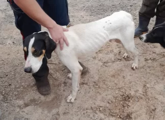 Cachorro é resgatado de penhasco pelos Bombeiros em Morro Grande