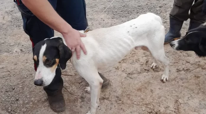 Cachorro é resgatado de penhasco pelos Bombeiros em Morro Grande