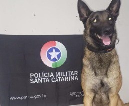 Polícia Militar usa cão farejador e encontra drogas no “Buraco Quente” em Araranguá
