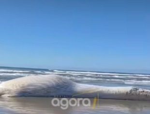 Baleia morta é encontrada em Balneário Gaivota