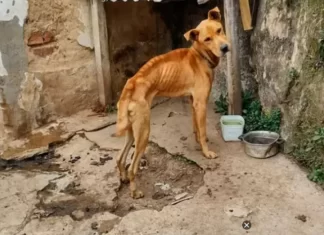 Mulher abandona cachorros amarrados após se mudar de Passo de Torres