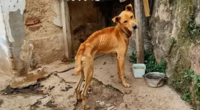 Mulher abandona cachorros amarrados após se mudar de Passo de Torres