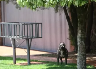 Pitbull solto em via pública mobiliza Polícia Militar em Sombrio