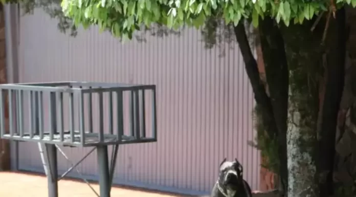 Pitbull solto em via pública mobiliza Polícia Militar em Sombrio