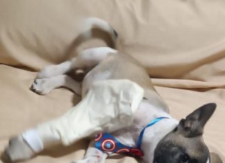 Polícia Civil de Turvo resgata cão atropelado em rodovia SC 285